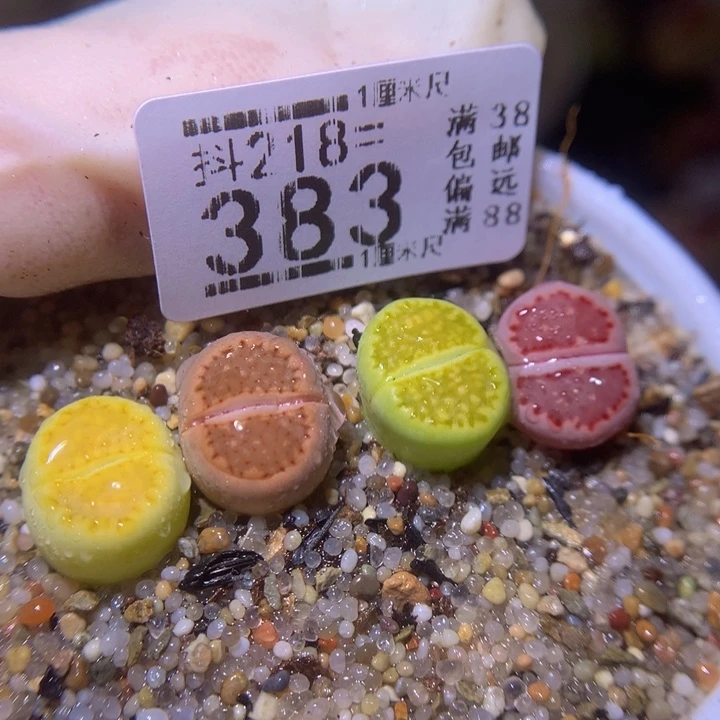 精品生石花218.383