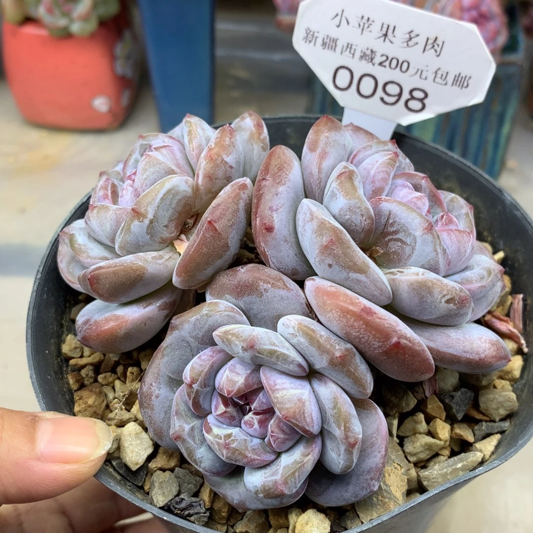 绿底紫心098/10cm3头