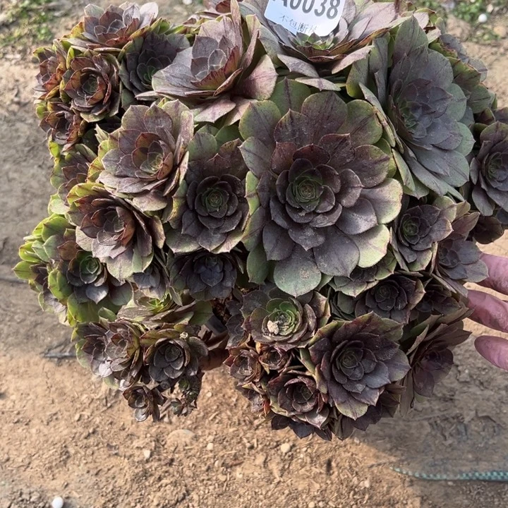 038万拉丝多肉法师不包断枝