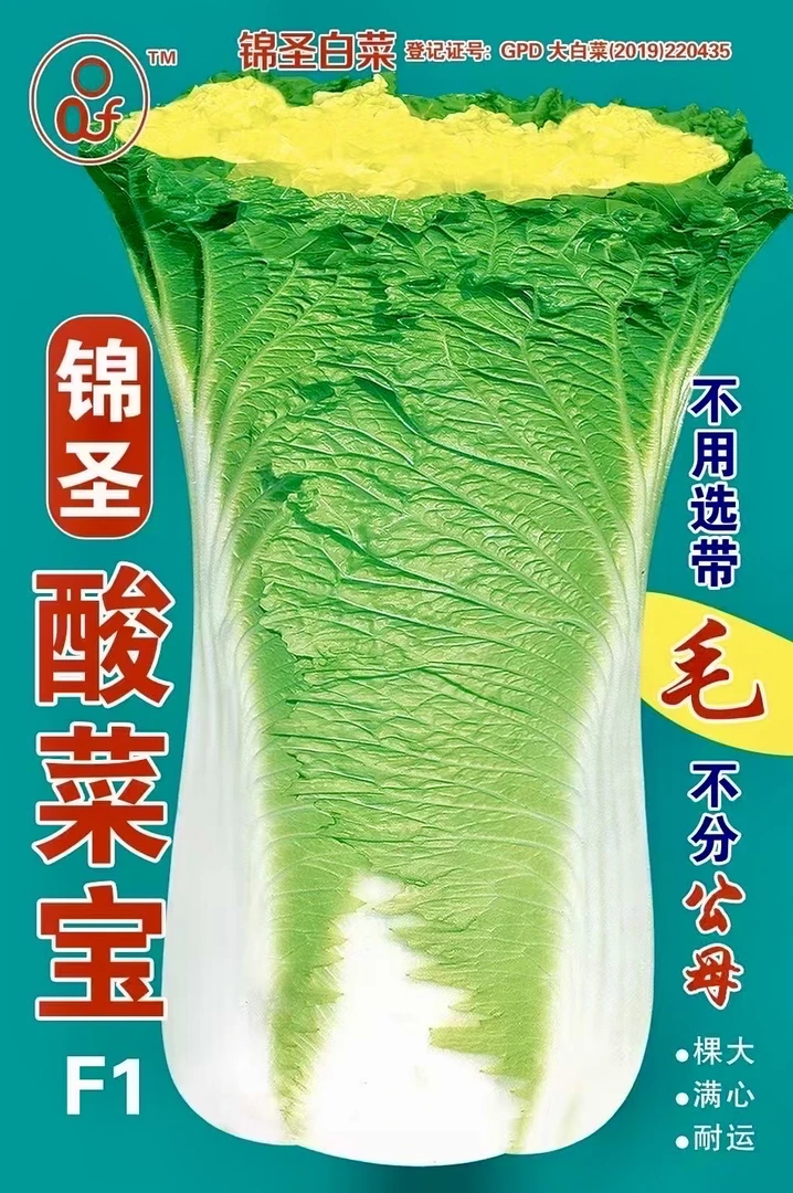 20克锦圣酸菜宝白菜种子