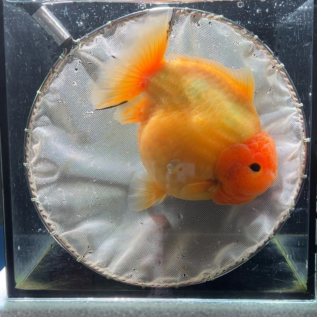 金鱼053。  99999999999