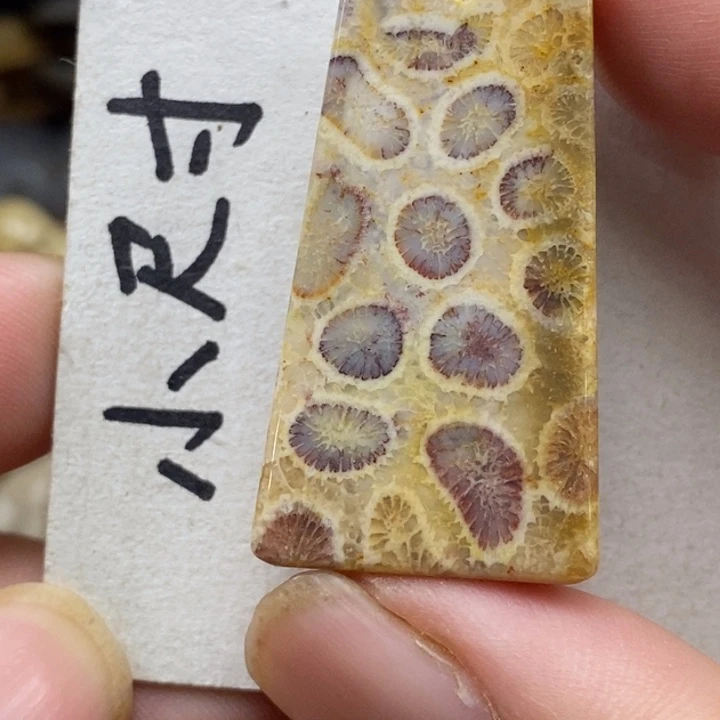 硅化珊瑚（珊瑚玉）未镶嵌颈饰