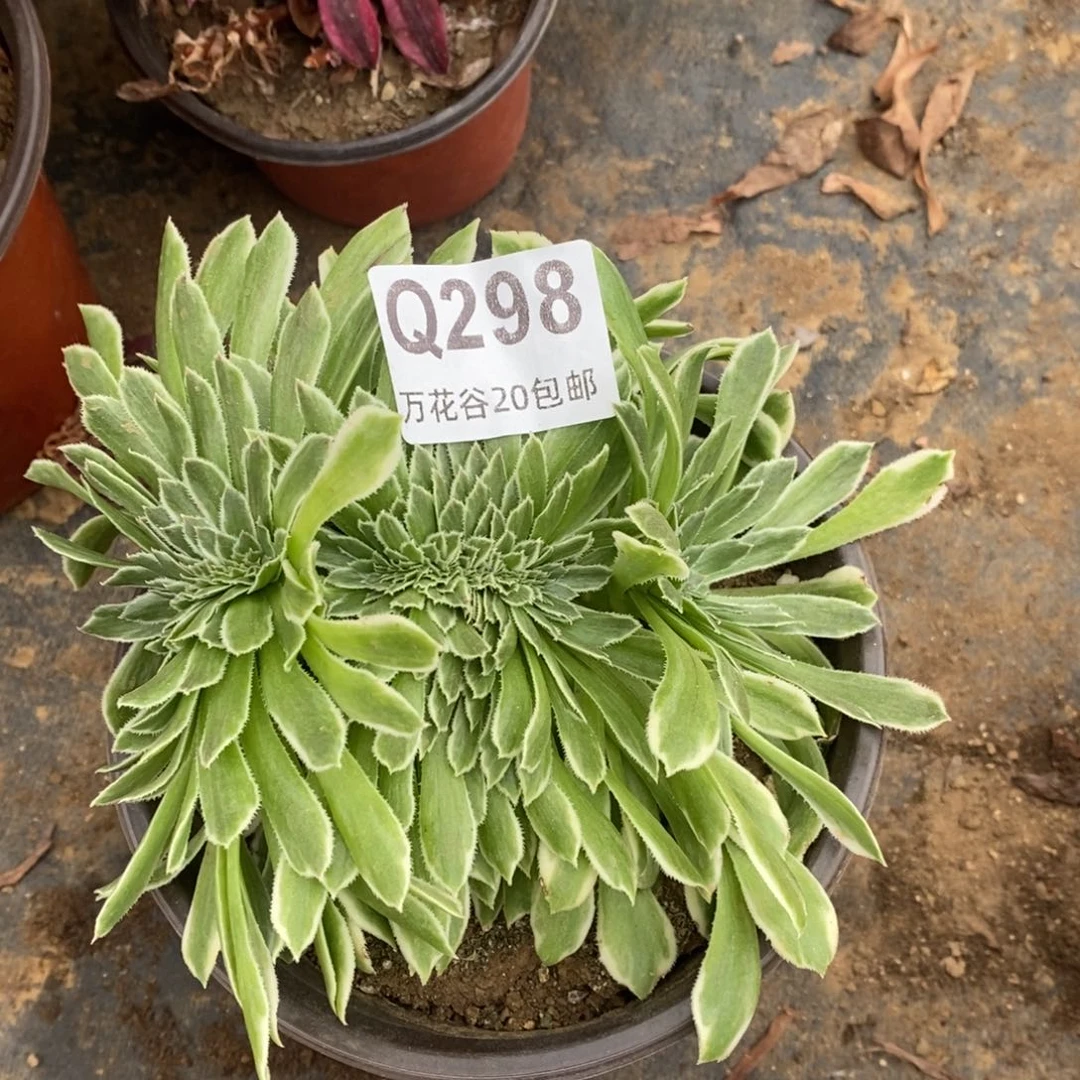 298碧浪多肉植物