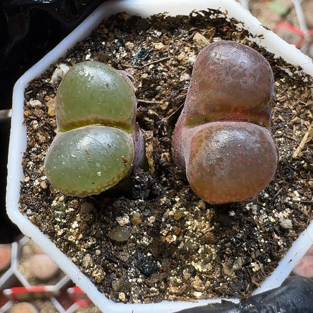 生石花111112。  181