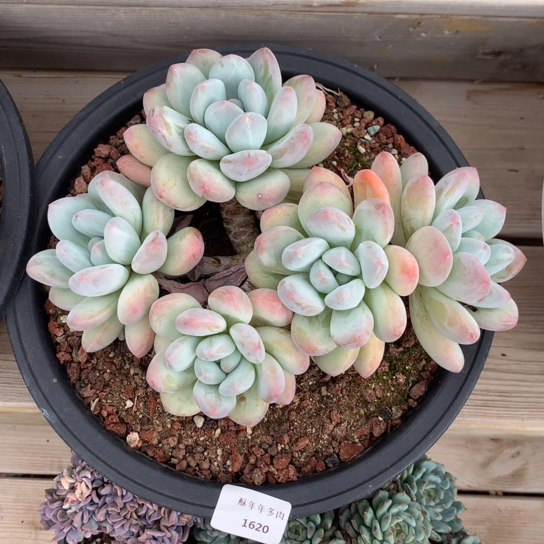 1620香水多肉一颗20厘米