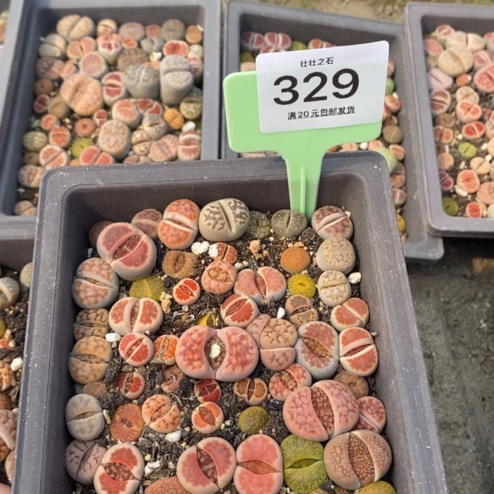 悠***O329生石花小苗长