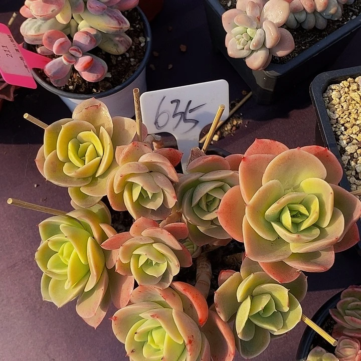 635星哪塔肉肉肉肉肉肉