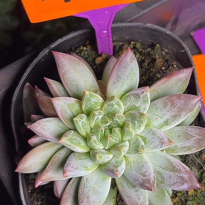 多肉植物彩体梵高494