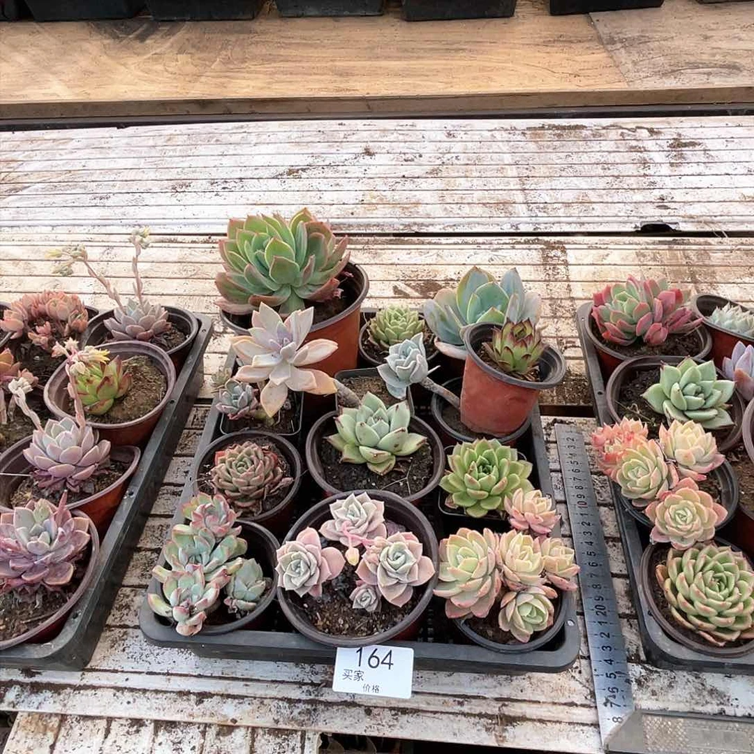 164  框拍  一单飞  无售后