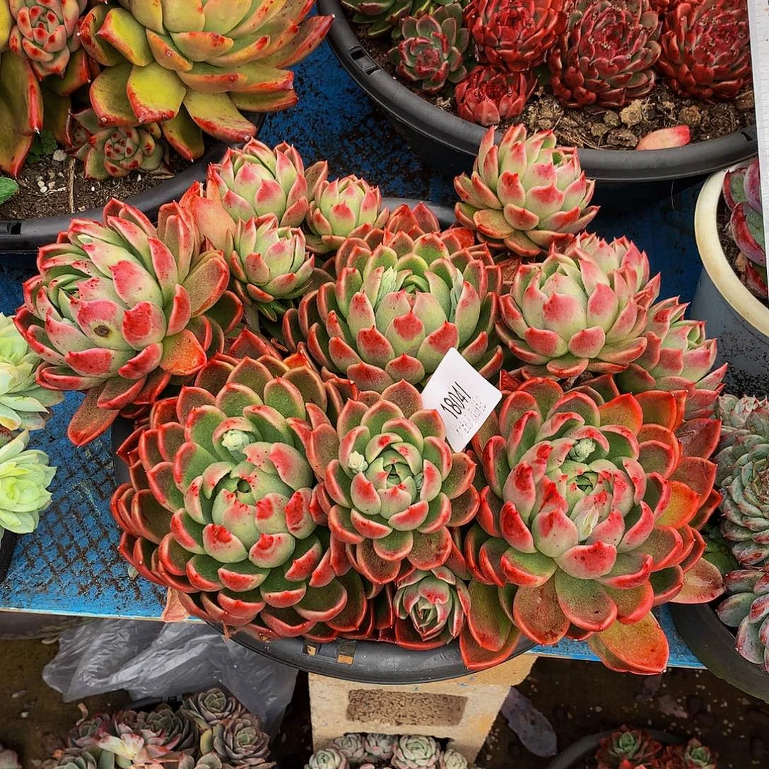 缘***️    红女巫多肉18041