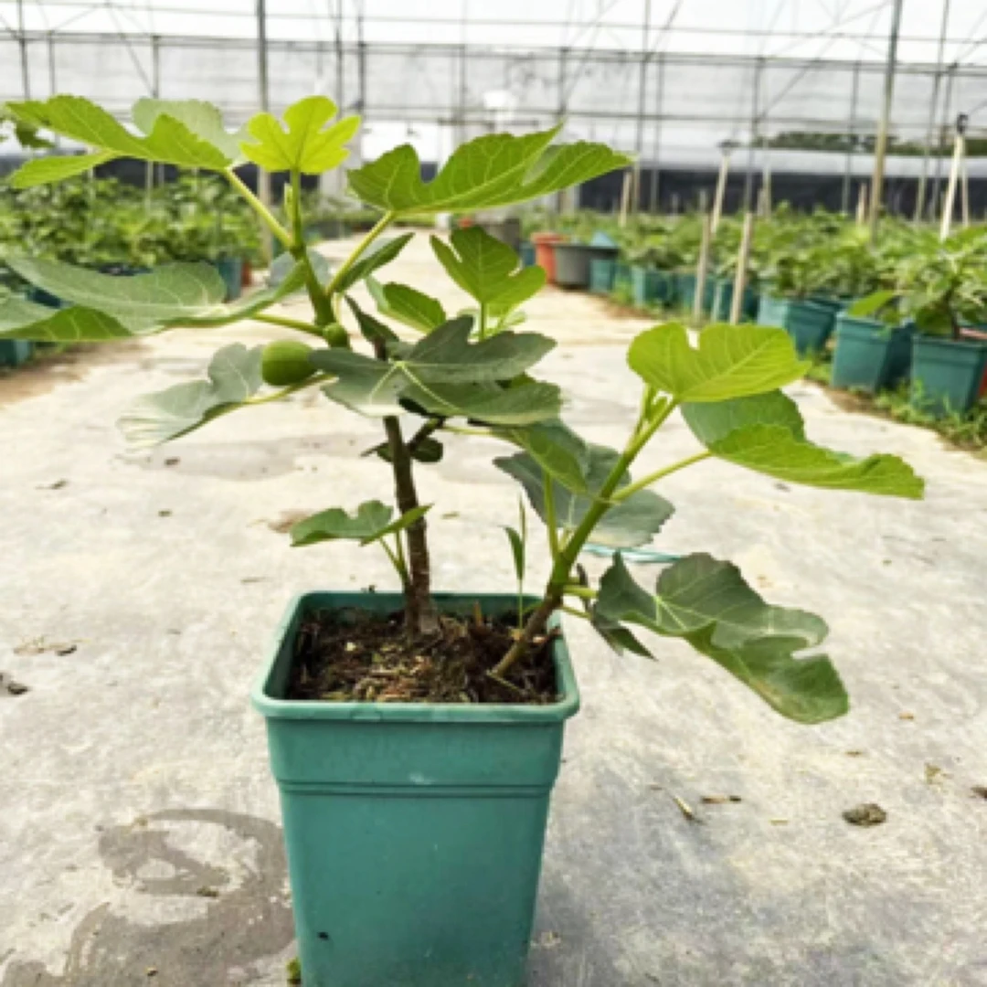 精品无花果树苗 盆栽地栽原盆原土 基地直发南北方均可种植