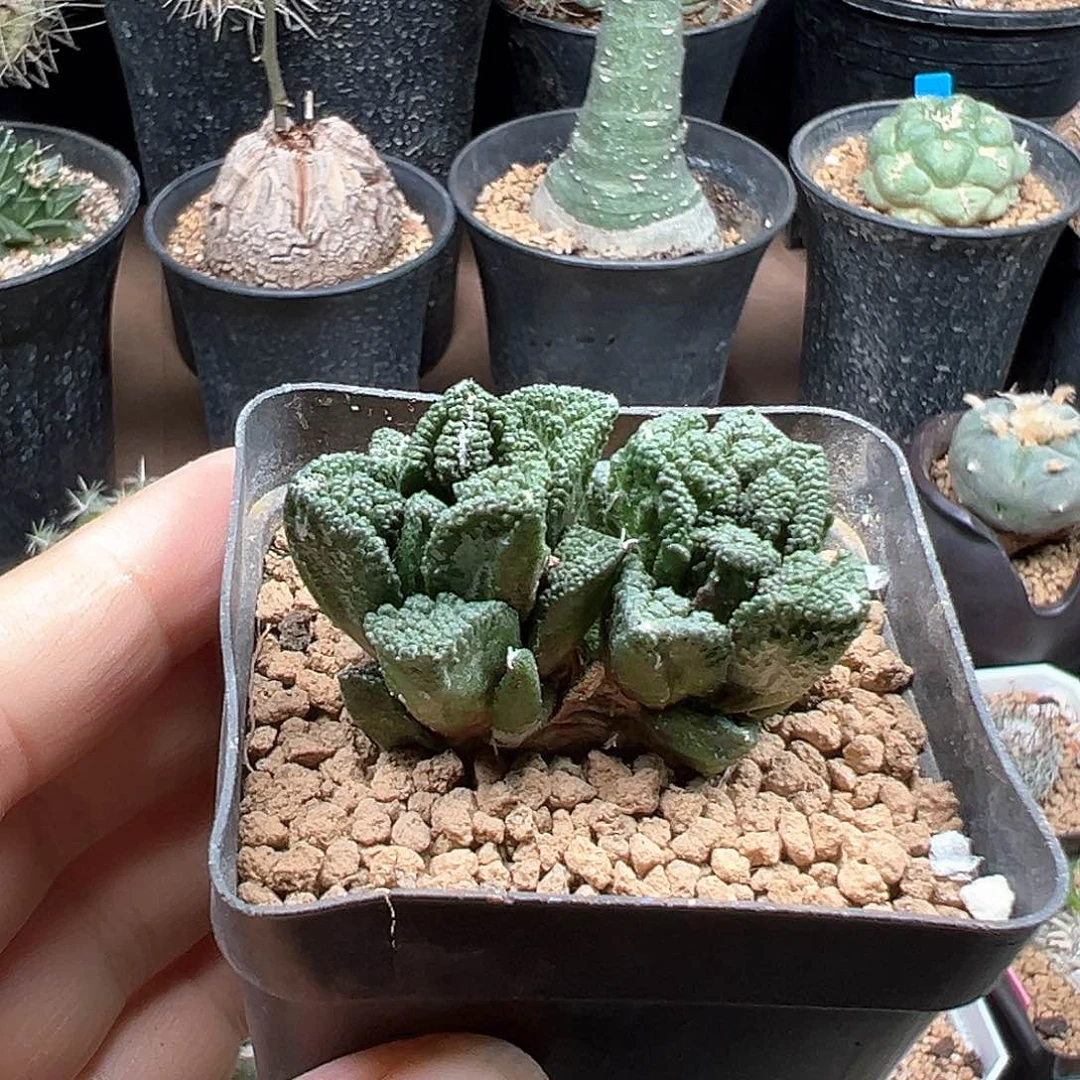 实生苗接双头辛顿牡丹一颗