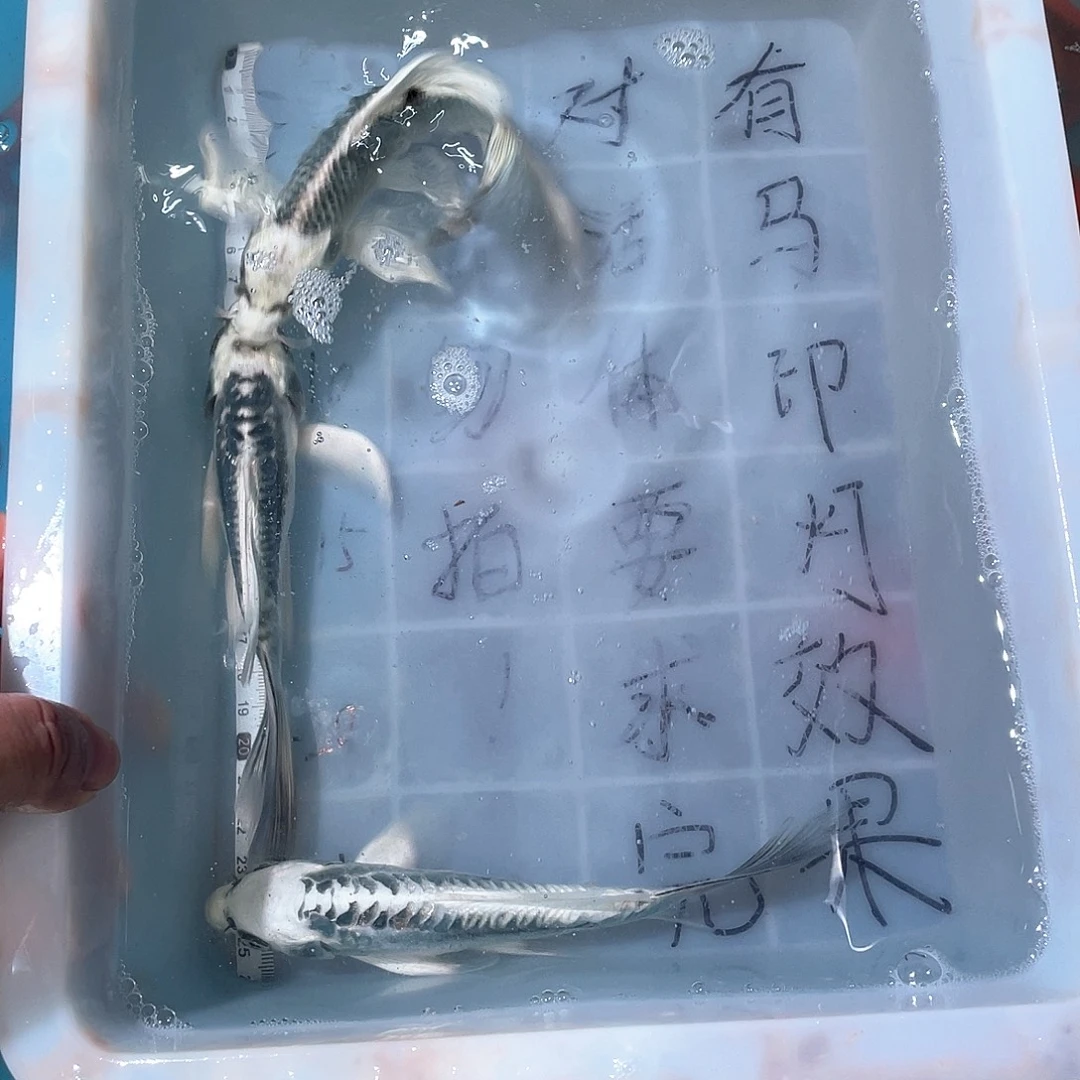 蝴蝶鲤渔场直发77