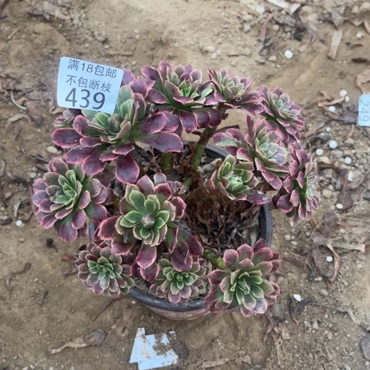 439朝霞绣球1号棚
