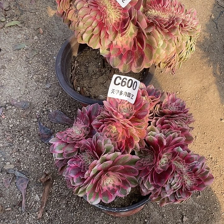 多肉植物倾城缀603。600多肉