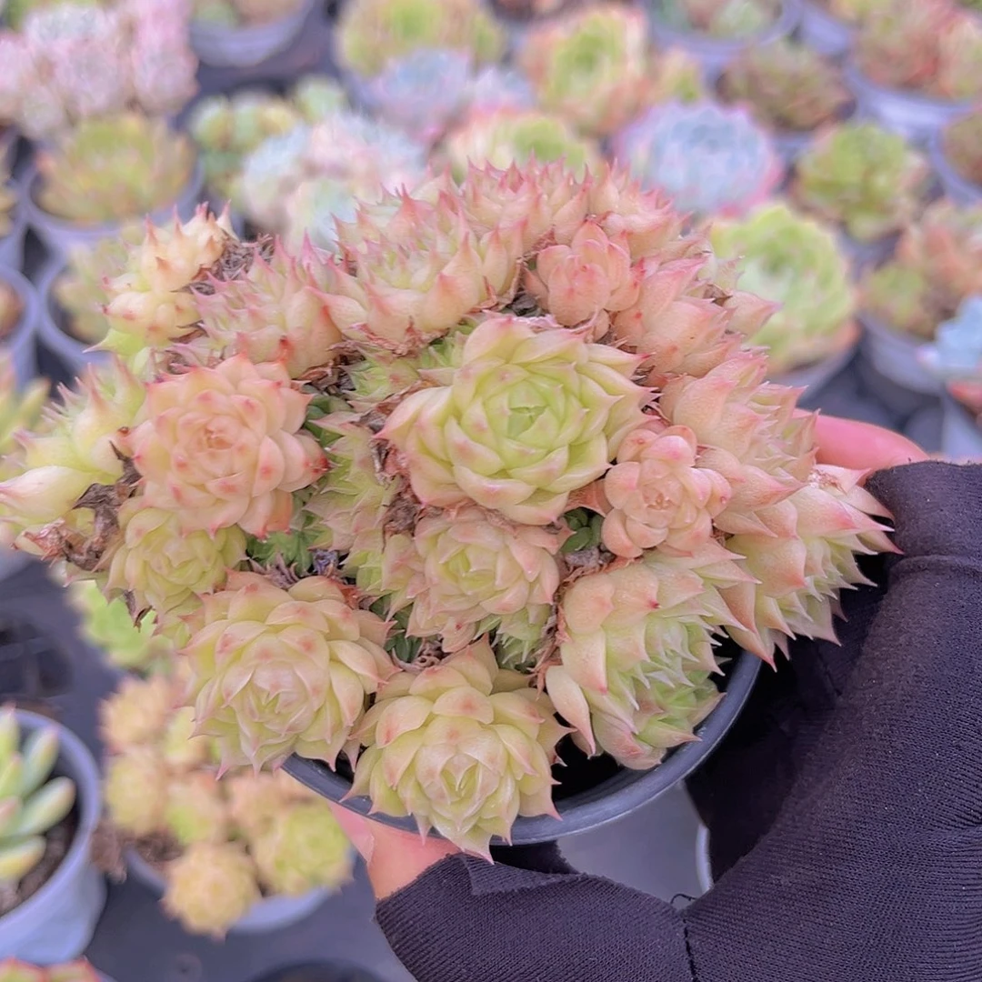 10号888899998999099