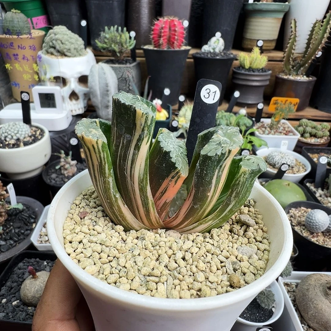 不****北斋玉扇锦带盆发货