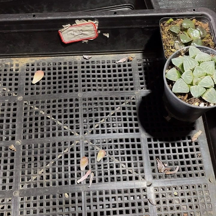 小***鱼14号筐两个玉露带盆土发