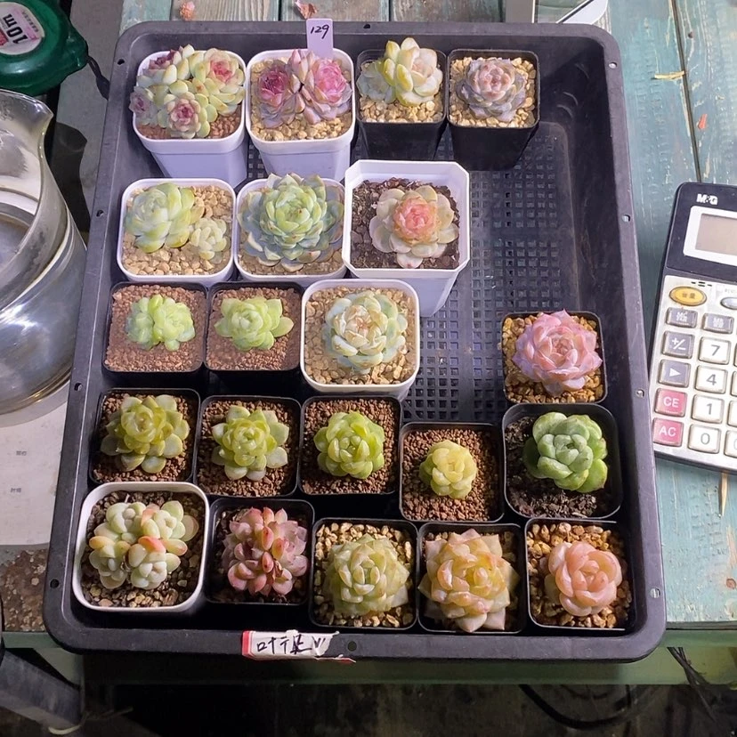 【闪购商品】花****a129一筐21颗多肉