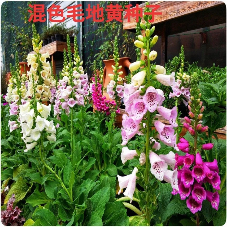 毛地黄种子混色四季易种趣味观赏盆栽花多年生花园