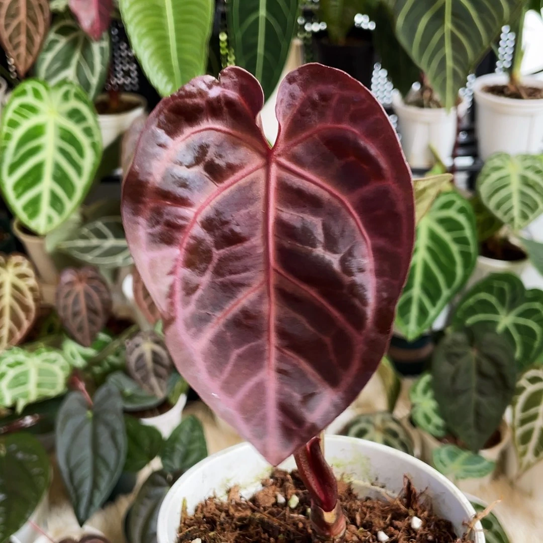 完全开放skg银杂红水晶
