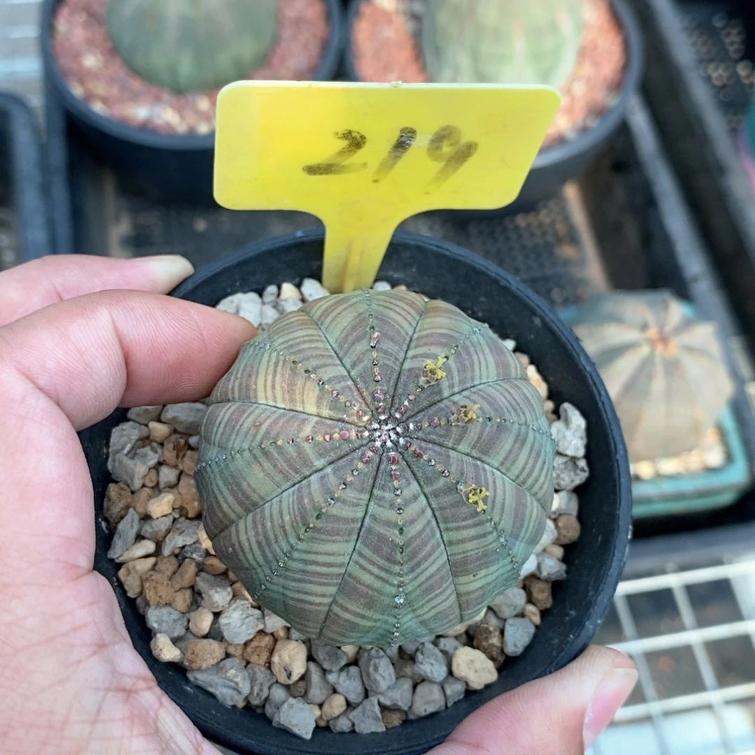 欧系布纹球多肉植物