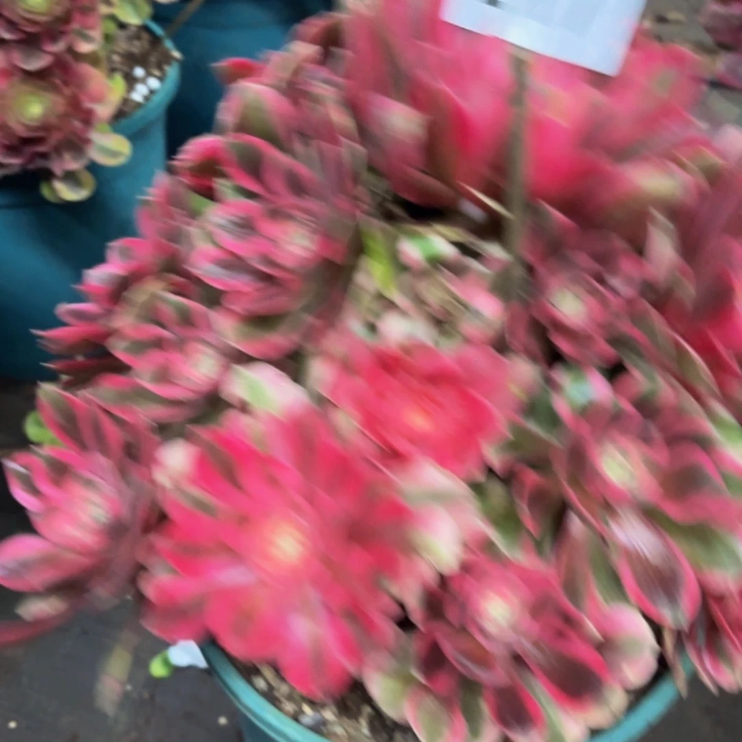 哈哈多肉葡萄福利217