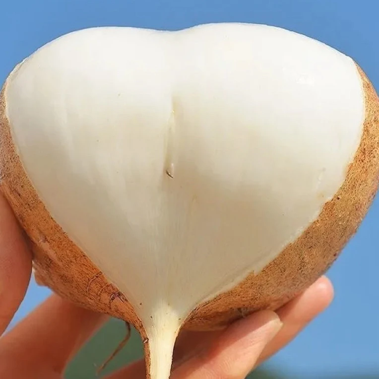 贵州新鲜现挖地萝卜凉薯白地瓜脆甜可口蔬菜水果