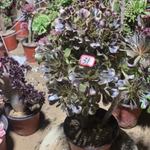 丛林灰豆一物一拍