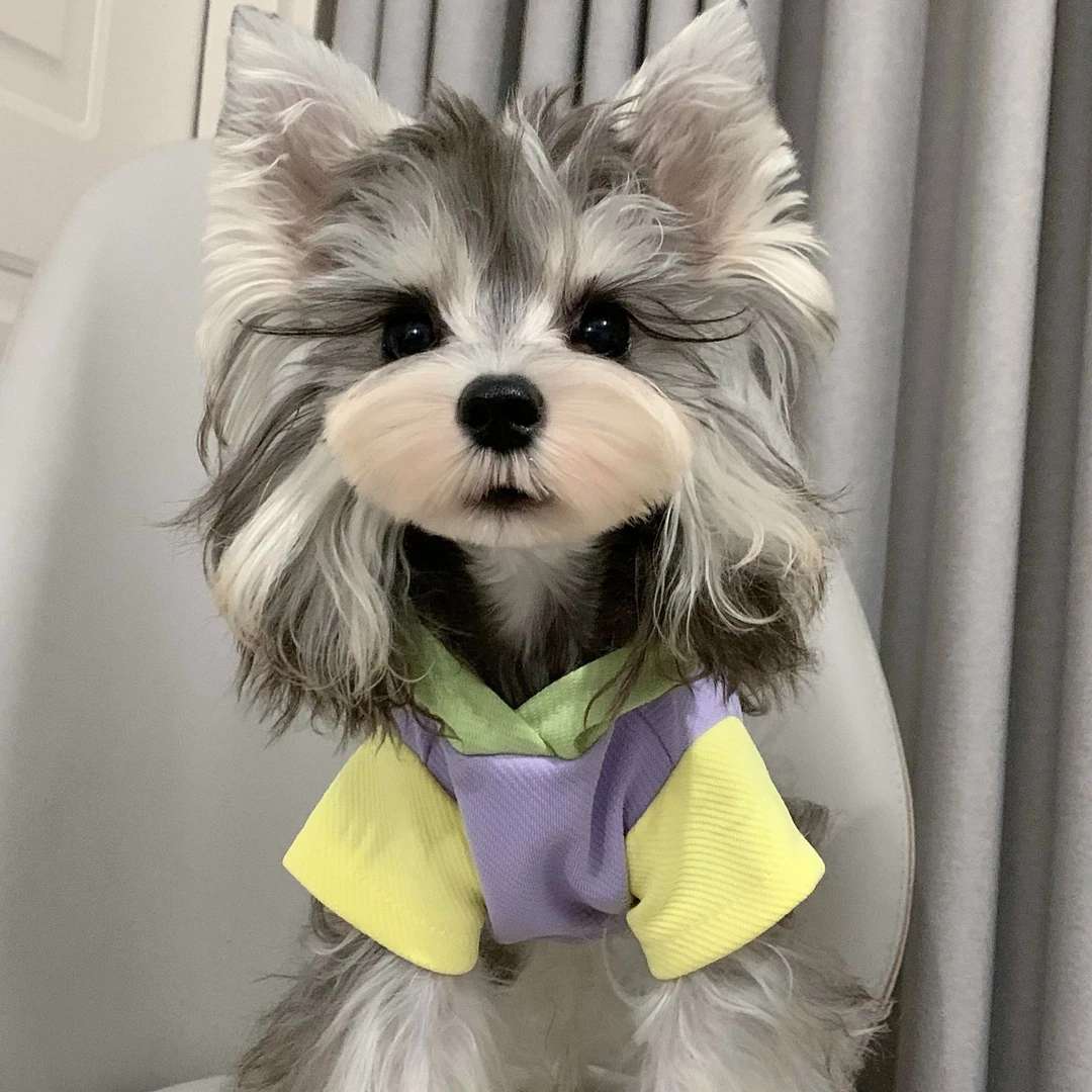 悠嗨宠物 雪纳瑞宠物活体狗 马尔济斯约克夏比熊