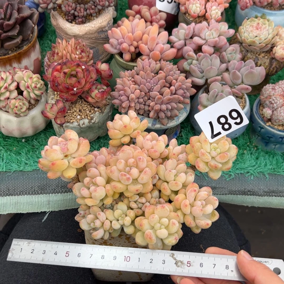 青**一687 多肉植物组合盆栽