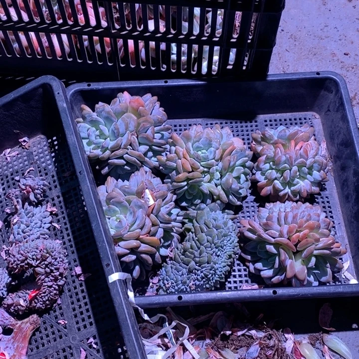 芮***麻随机赠送一颗牙牙