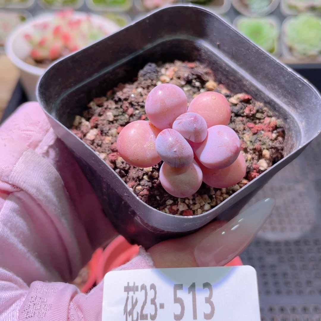 花利美23-513桃蛋