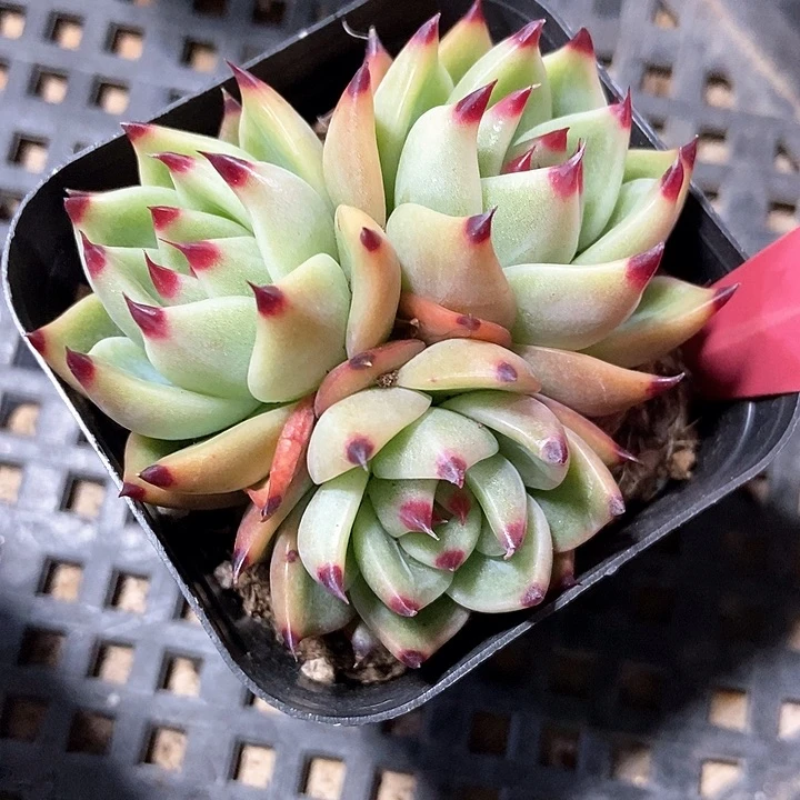 多肉植物蓝龙256