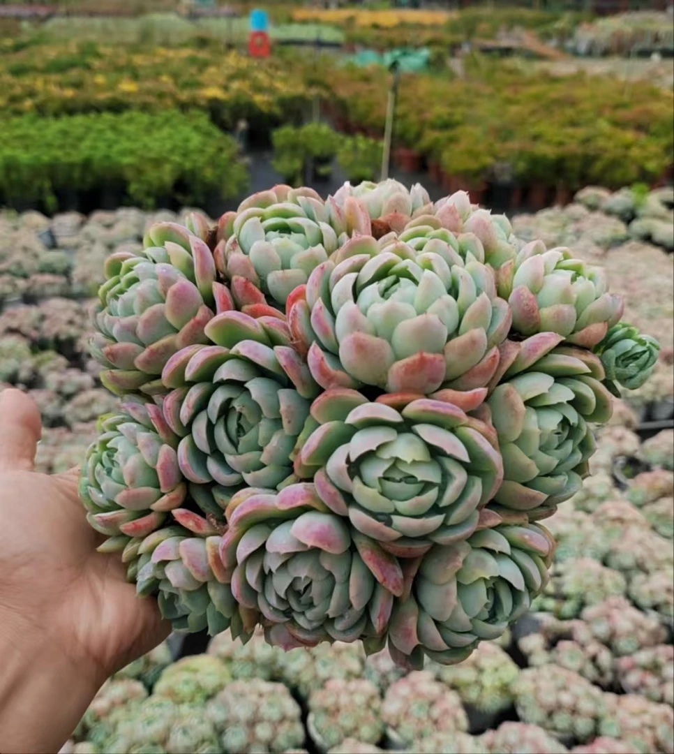 贝瑞多肉新手必拍  好看好养  云南昆明发货