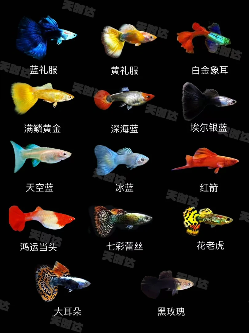 孔雀鱼小型观赏鱼简单耐活好养热带练手便宜小鱼渔场精选直发