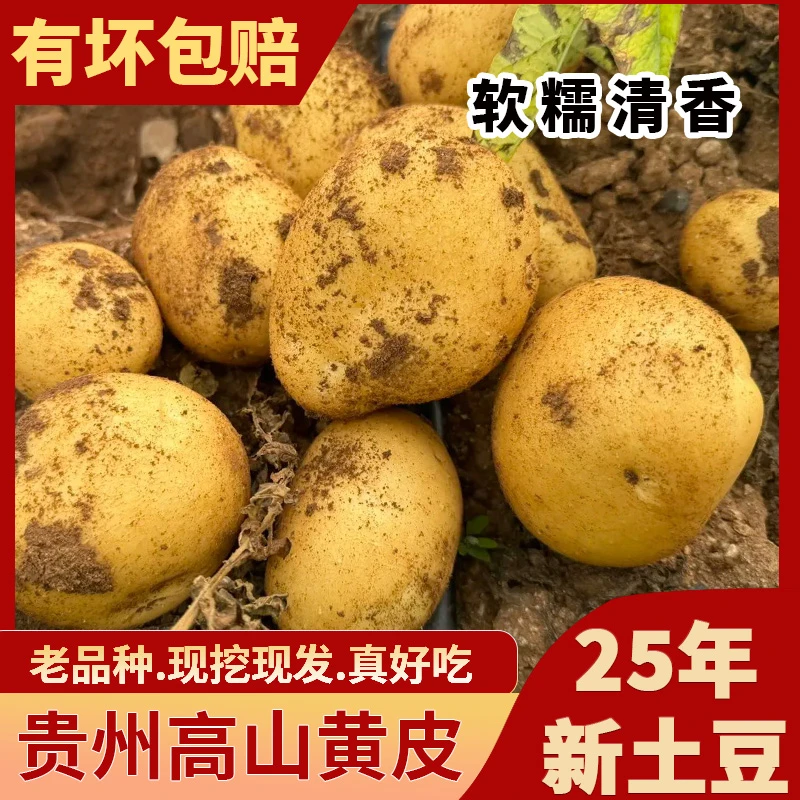 25年新土豆贵州威宁土豆新鲜黄心洋芋粉糯现挖土豆香糯马铃薯