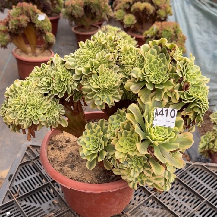 迈巴赫或绿豆沙自然朵朵缀化410