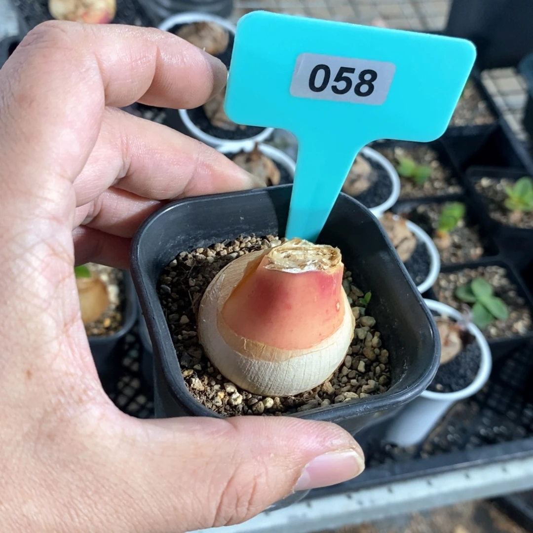 灯台百合一个多肉