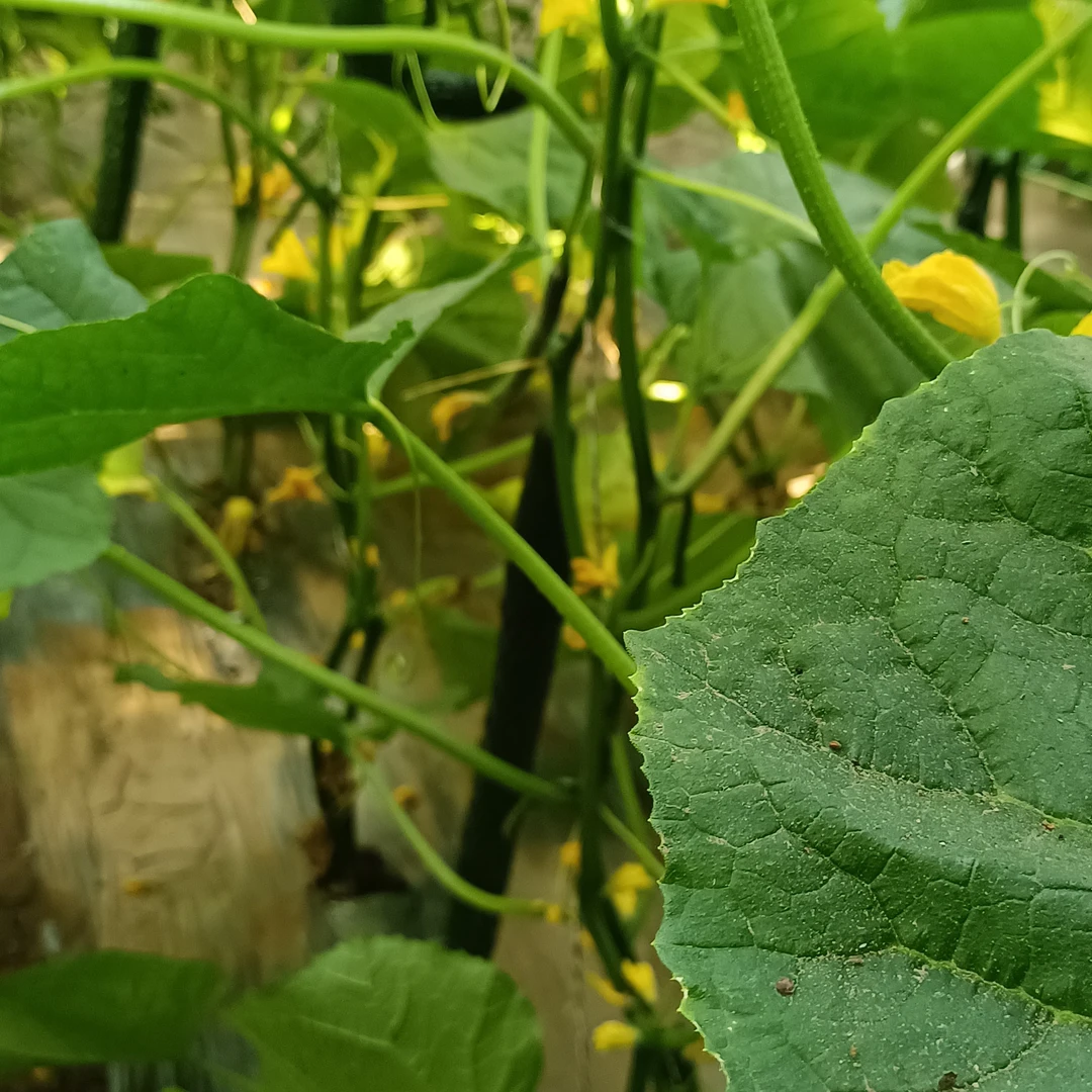 天津西青辛口镇第六埠村水果黄瓜3公斤