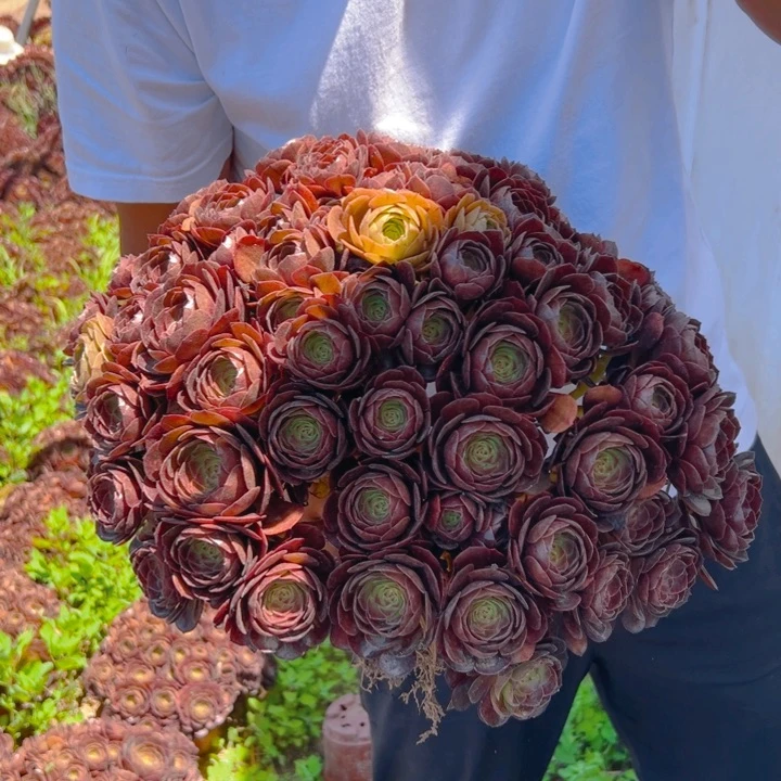 38.8黑魔一棵包邮