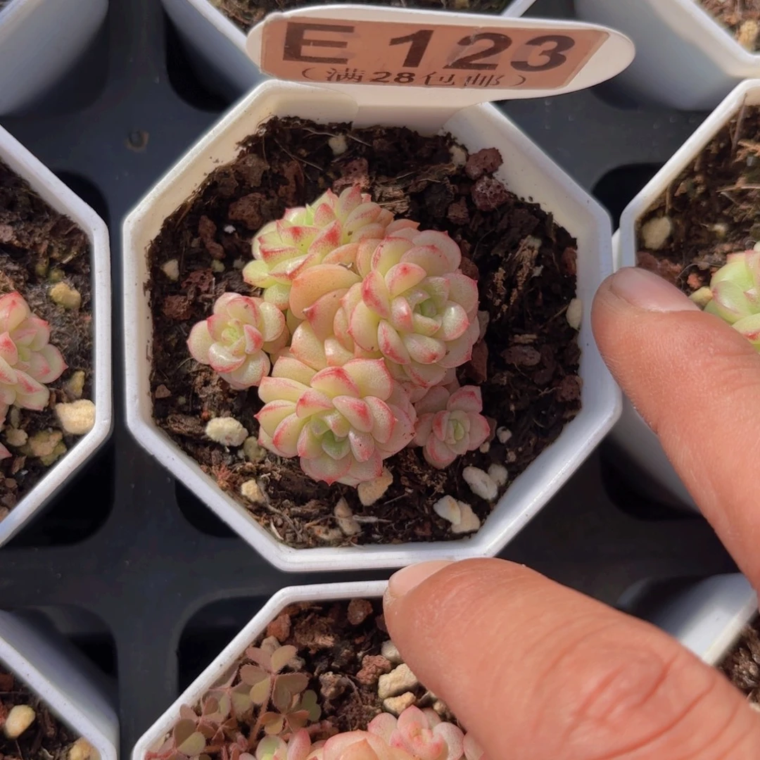 E123珍珠麦秆一物一拍