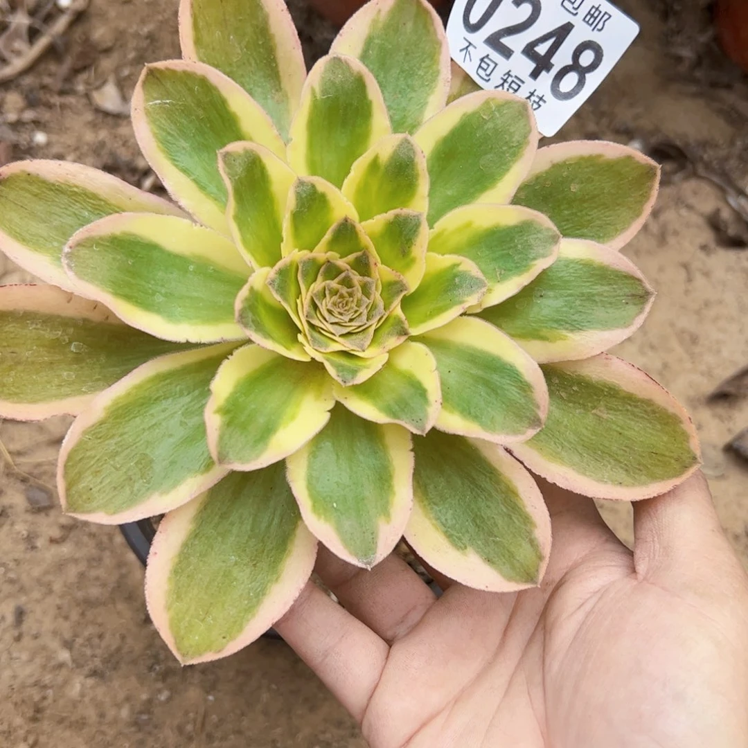 燕姿锦多肉植物法师0248