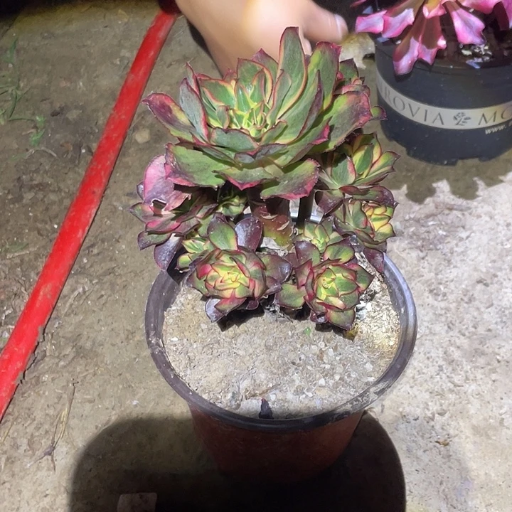 平***凡法师植物魅影法师114