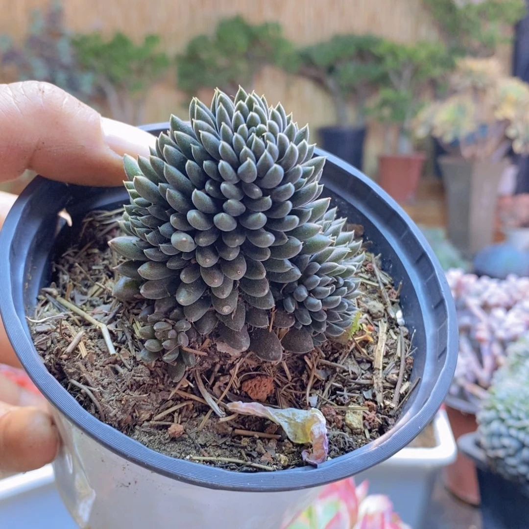 ╃***aC290号滇石莲多肉