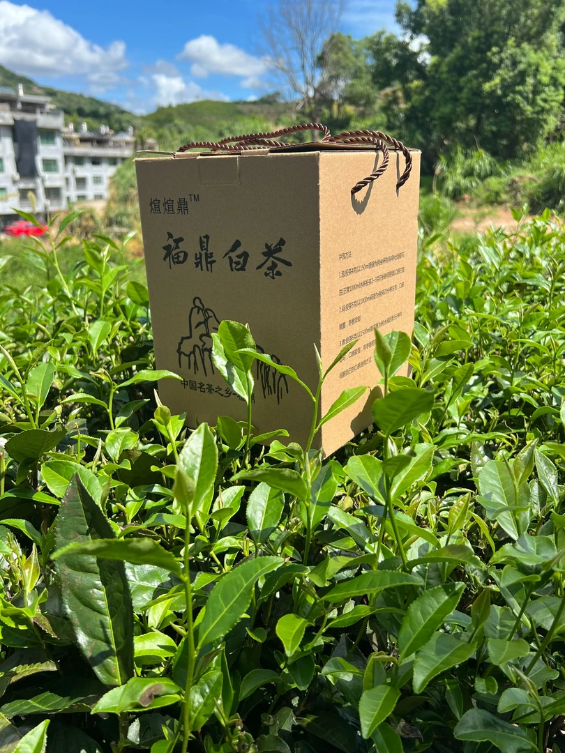2016年老寿眉散装枣香老白茶（适合屯茶）