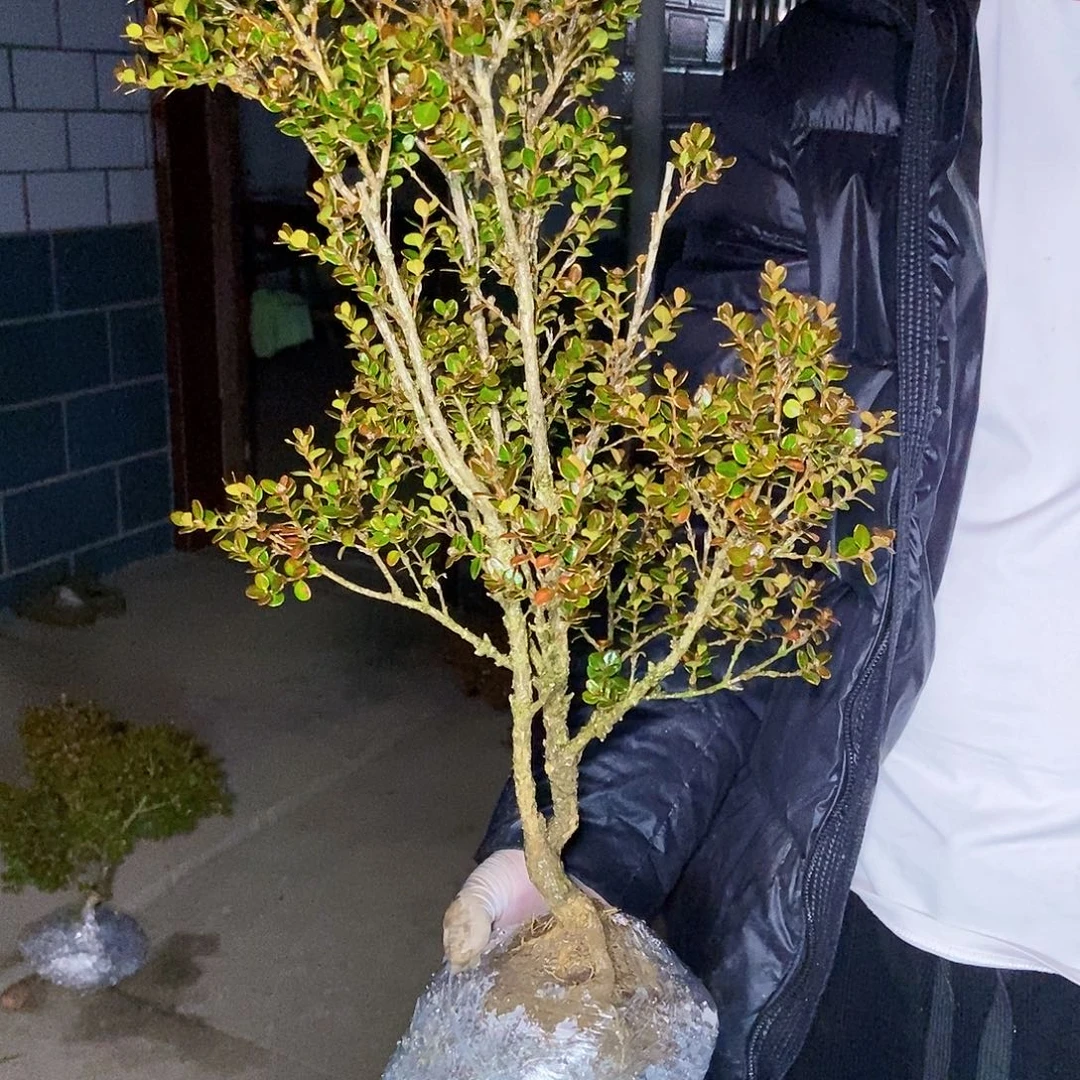 刚***哥安徽天柱山珍珠黄杨