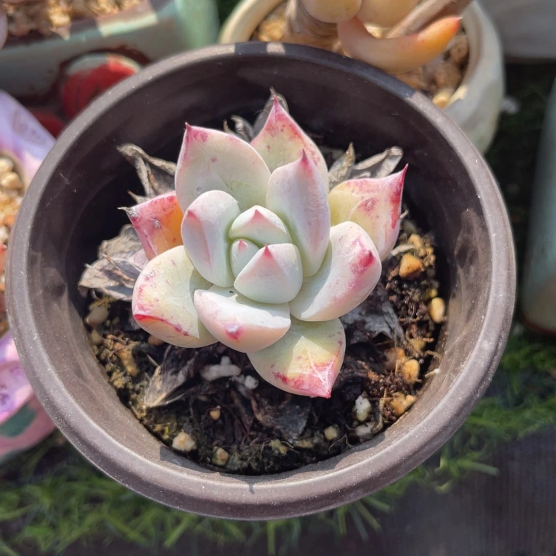 多肉植物一物一拍