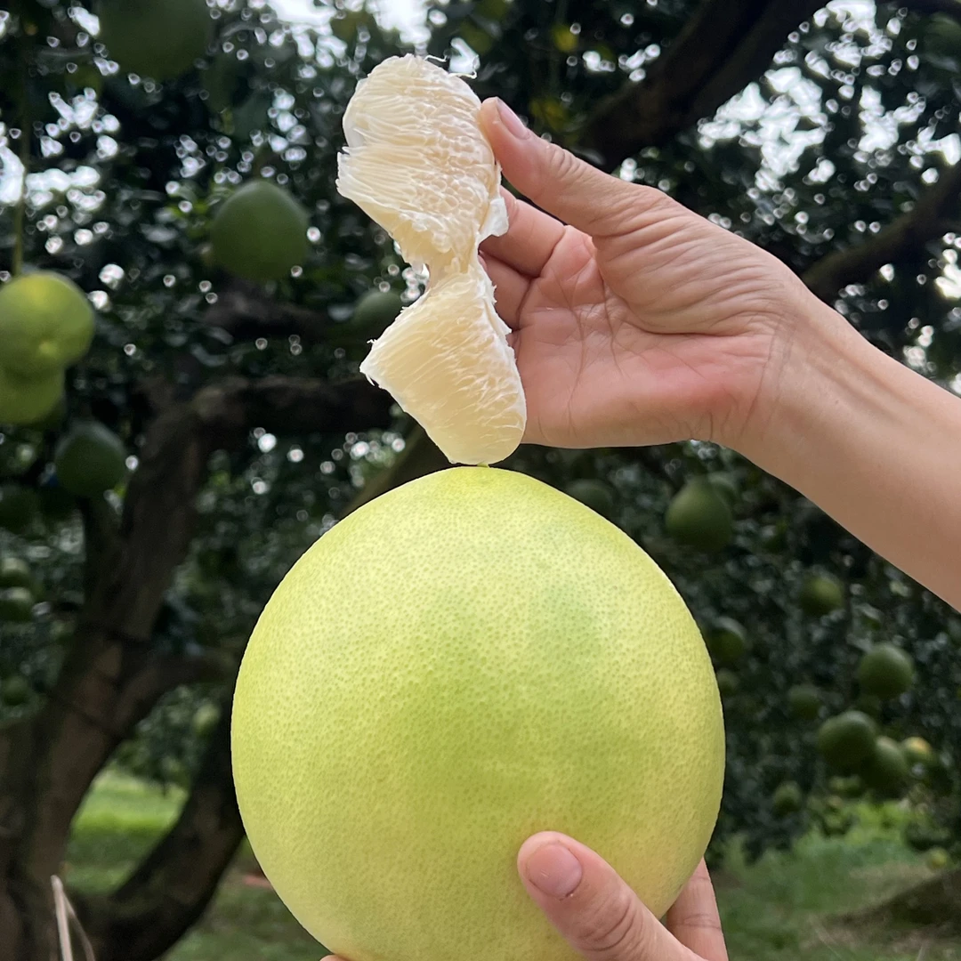 广西金玉蜜柚中大果多汁甜蜜当季新鲜水果蜜柚