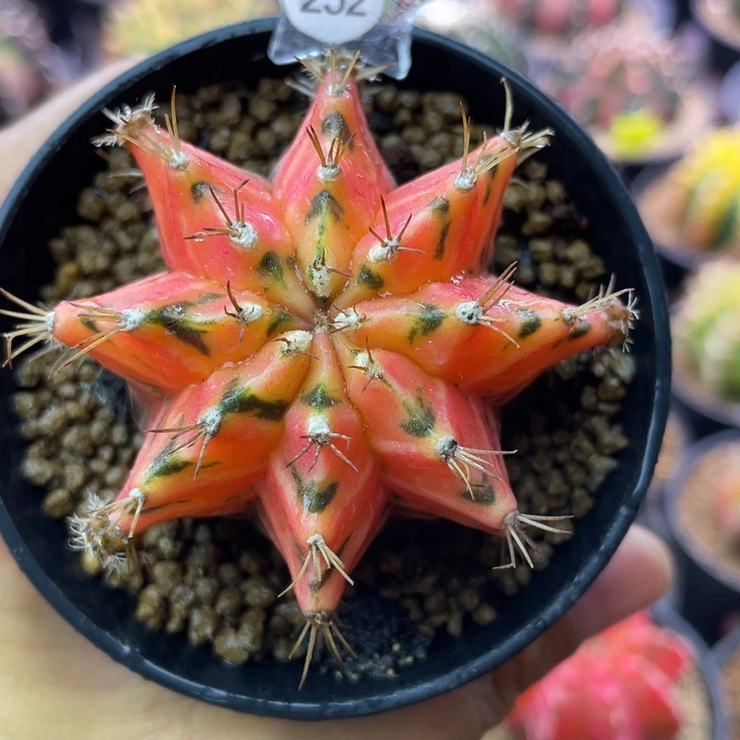 1-252米哈锦5.4厘米